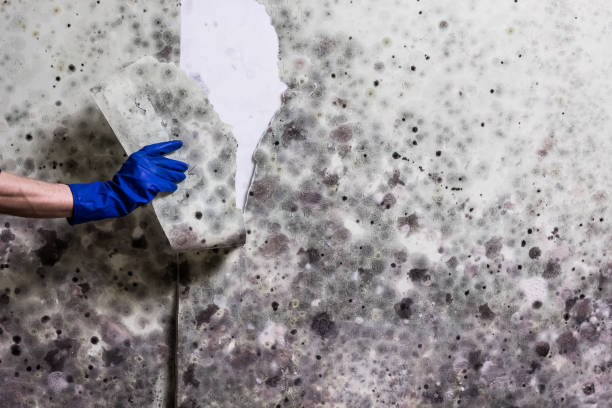 Best Same-Day Mold Removal  in Picnic Point, WA